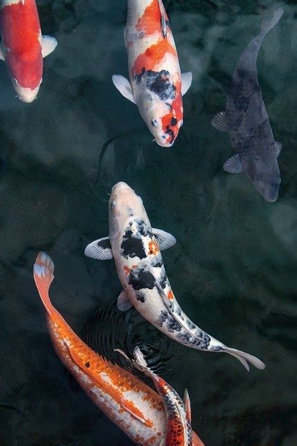 Great savings & free delivery / collection on many items. Paper Tube Koi Fish inspired by "A Carp for Kimiko" by ...