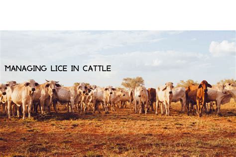 Managing Lice In Cattle Farmco