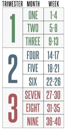 To make the weeks to months calculation, just enter the number of weeks in the box below then press calculate to convert it to the number of months. 24 weeks pregnant? how many months am i now - BabyCenter