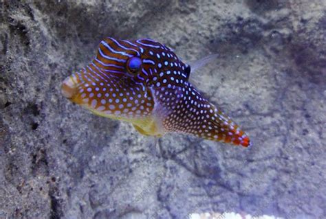 Blue Spotted Puffer Canthigaster Solandri Saltwater Fish For Sale