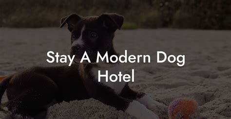Stay A Modern Dog Hotel - Dog Hotels