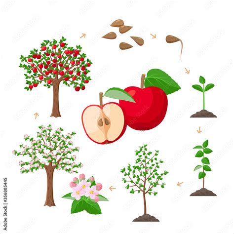Vecteur Stock Apple Tree Life Cycle From Seeds To Ripe Red Apples Tree