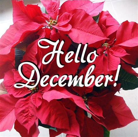 Poinsettia Hello December Quote Pictures Photos And Images For