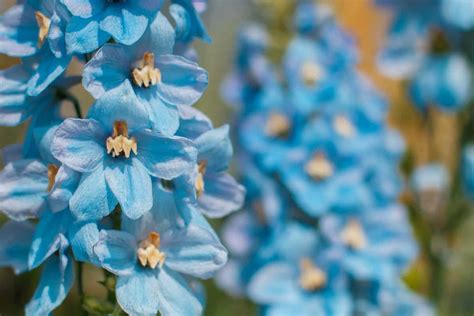 Beautiful Blue Perennial Flowers For Your Backyard