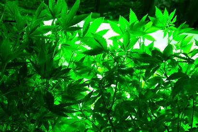 Weed Trippy Marijuana Rasta Cannabis Psychedelic 420