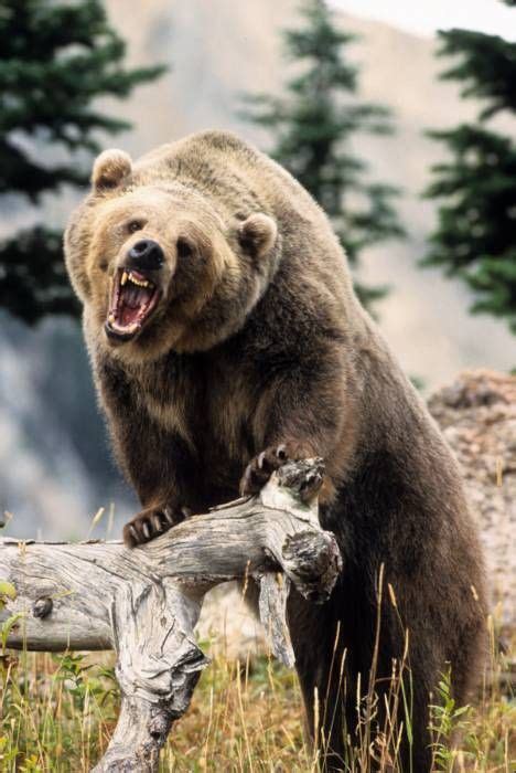 Wild America Bear Pictures Majestic Animals Animals Beautiful