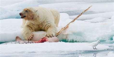 How To Survive A Polar Bear Attack