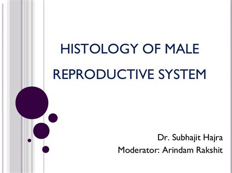 Histology Of Male Reproductive System