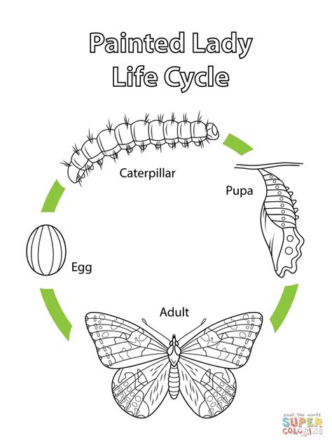 Gambar Life Cycle Painted Lady Butterfly Coloring Page Free Click Pages