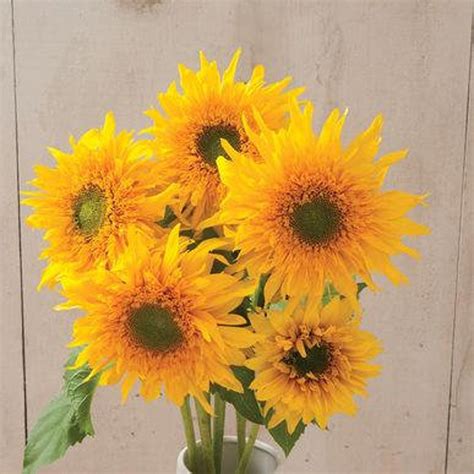 Double Quick Sunflower 10 Seeds 29 Etsy