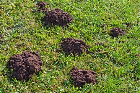 Mole Control Grass Master Lawn Care Tips