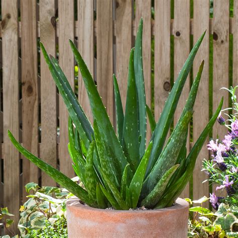Das bedeutet, dass es sich nicht auf … Aloe Vera, im ca. 12 cm-Topf online kaufen bei Gärtner ...