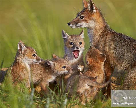 Swift Fox Vulpes Velox Vixen Stock Photo