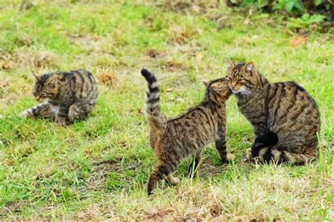 Scottish Wildcats Mother And Kitten By Peter Trimming Wikimedia Commons