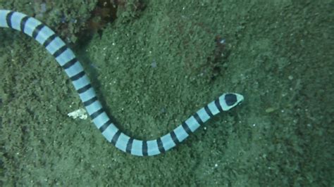 White With Black Striped Snake Youtube