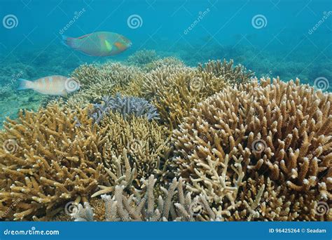 Reef Staghorn Corals Underwater Pacific Ocean Stock Photo Image Of