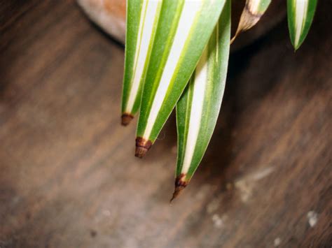 You cannot revive the dead cells. Why do some of my indoor plants tip brown or yellow on ...
