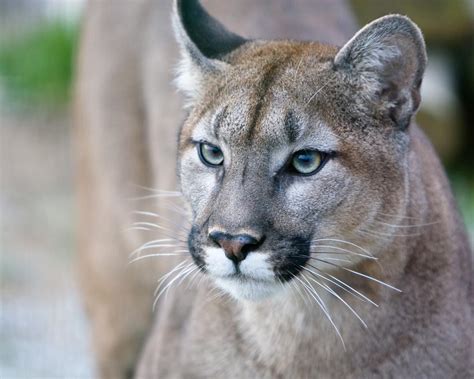 Picture 6 Of 11 Puma Felis Concolor Pictures And Images