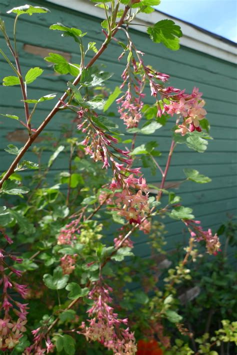 Red Flowering Currant Portland Monthly