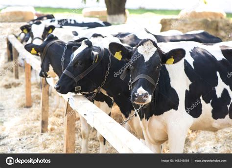 วัวควายในฟาร์มในอิตาลี — ภาพถ่ายสต็อก © aprilphoto #168246568