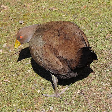 Tasmanian Native Hen Tribonyx Gallinula Mortierii