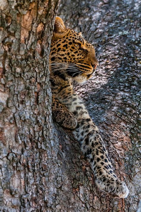 A Leopard Reveals Itself Through A Tree Limb Linyanti Marshes
