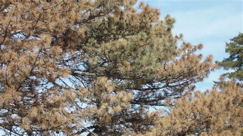 Common Pine Tree Diseases And How To Avoid Them Progardentips