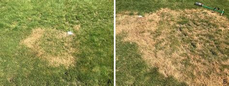 What Are The Causal Agents Of Summer Patch Disease Of Fine Fescues