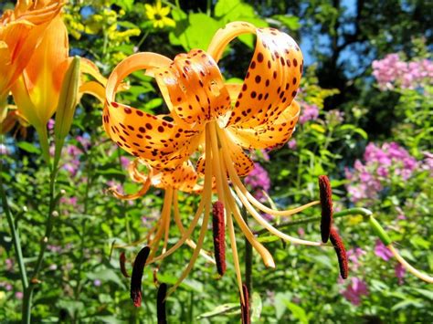 Tiger Lily Flowers How To Grow Tiger Lilies And Tiger Lily Care