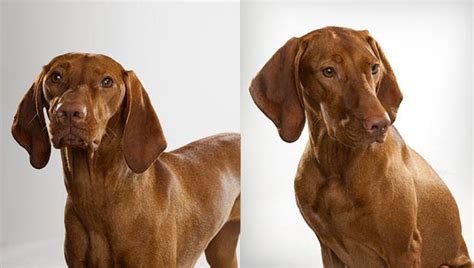 Breeds of dogs differ significantly and choosing the right one can lead to a happier home. Vizsla : Dog Breed Selector : Animal Planet
