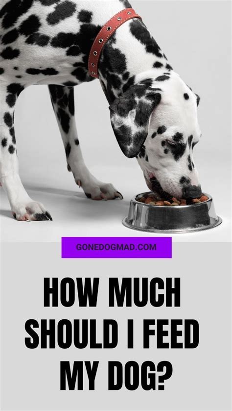 Dogs that are about 10 kilograms will need 1 ½ cup of dry food per day. How much should I feed my dog? | Dog advice, Dog nutrition ...