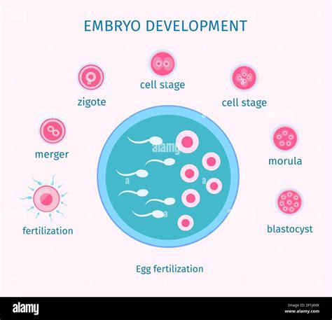 Egg Fertilization Process Flat Template With Different Stages Of Embryo