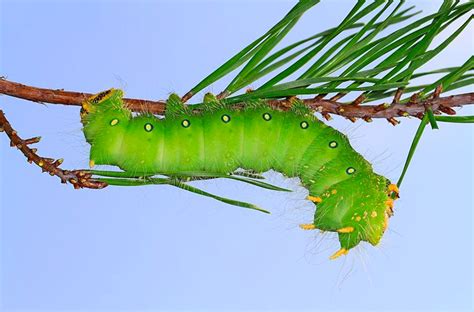 Caterpillar Identification Guide 40 Species With Photos And