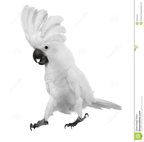 Check spelling or type a new query. White Parrot Royalty Free Stock Photography - Image: 23675547