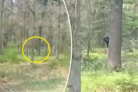 Bigfoot Sighting Terrifying Video Shows Monster Watching