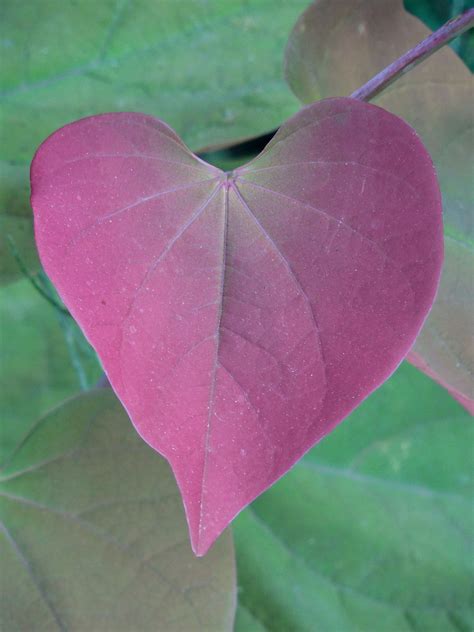 Eastern Redbud Tree A Breathtaking Flowering Native To North America