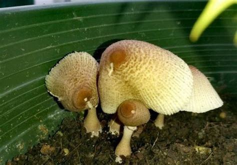 Edible Mushrooms Found In Arkansas Green Fingers