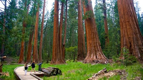 People Pictures View Images Of Sequoia National Park