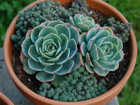 How to get succulents to bloom. Echeveria 'Imbricata' (Blue Rose Echeveria) | World of ...