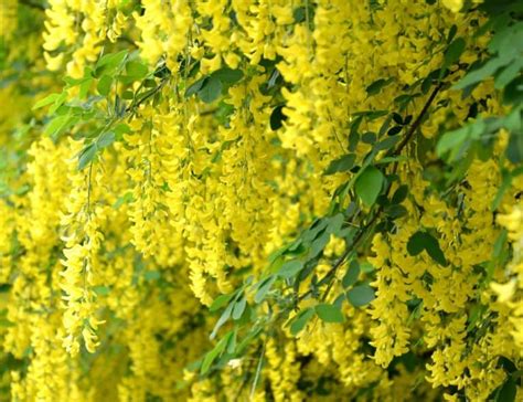 14 Stunning Trees With Yellow Flowers