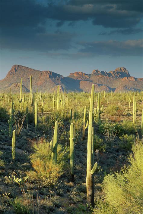 Saguaro Cactus In Sonoran Desert And Photograph By Kencanning Pixels