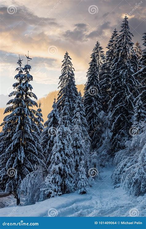 Snowy Spruce Forest At Gorgeous Winter Sunset Stock Photo Image Of