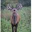 Deer Photography Day – MarilynJane Photo Blog
