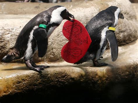 Watch Penguins Carrying Valentines Will Melt Your Heart Tri States