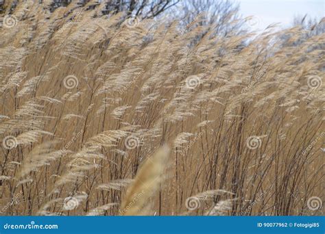 Dry Panicle Reed Stock Photo Image Of Season Inflorescence 90077962