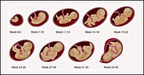 Baby Development Inside The Womb Week By Week Baby Viewer