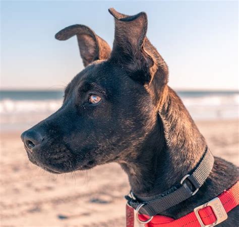 German Shepherd Pitbull Mix What To Expect Marvelous Dogs