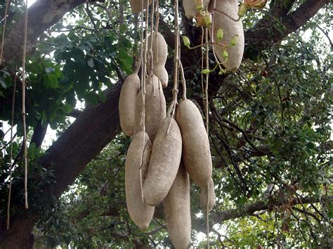 Sausage Tree Kigelia Pinnata Kigelia Africana