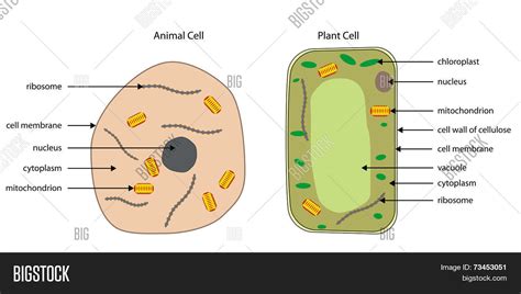 Labeled Diagram Of An Animal Cell And Plant Cell Animal Cell Diagram