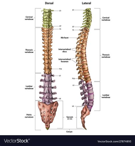 Human Spine With Name And Description Royalty Free Vector